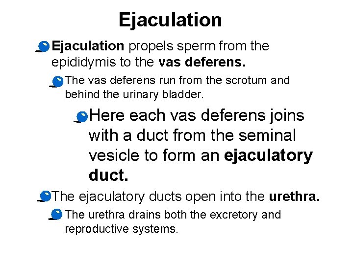 Ejaculation · Ejaculation propels sperm from the epididymis to the vas deferens. · The