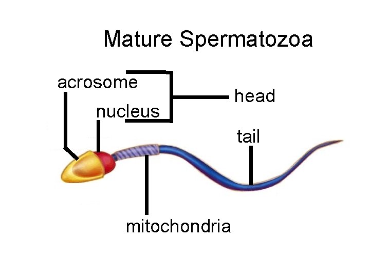 Mature Spermatozoa acrosome nucleus head tail mitochondria 