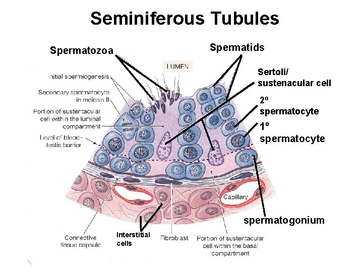 Seminiferous Tubules Spermatids Spermatozoa Sertoli/ sustenacular cell 2º spermatocyte 1º spermatocyte spermatogonium Interstitial cells