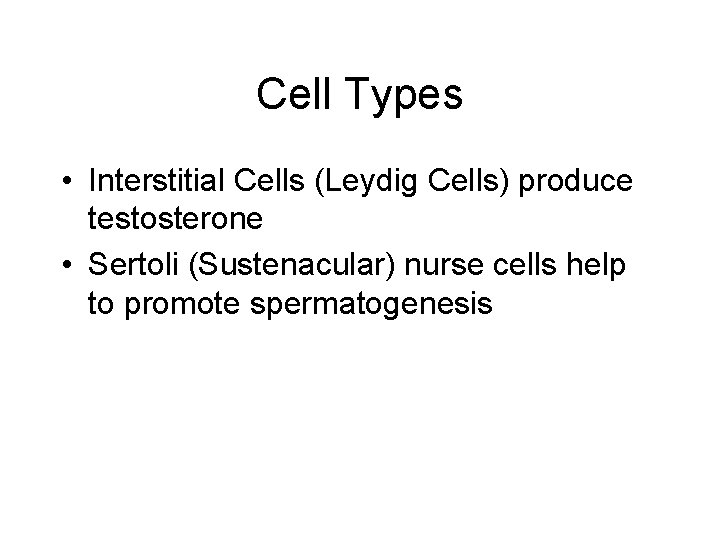 Cell Types • Interstitial Cells (Leydig Cells) produce testosterone • Sertoli (Sustenacular) nurse cells