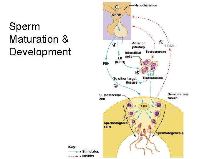 Sperm Maturation & Development 