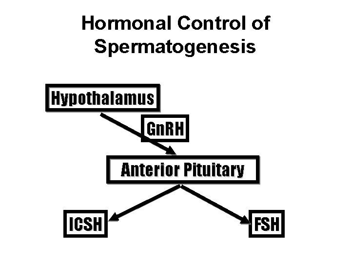 Hormonal Control of Spermatogenesis Hypothalamus Gn. RH Anterior Pituitary ICSH FSH 