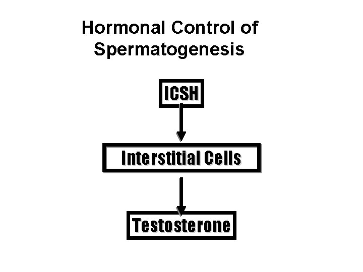Hormonal Control of Spermatogenesis ICSH Interstitial Cells Testosterone 