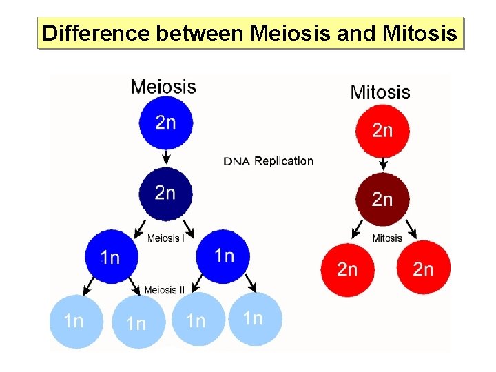 Difference between Meiosis and Mitosis 