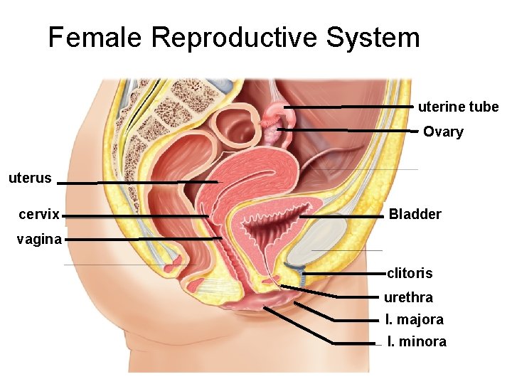 Female Reproductive System uterine tube Ovary uterus cervix Bladder vagina clitoris urethra l. majora