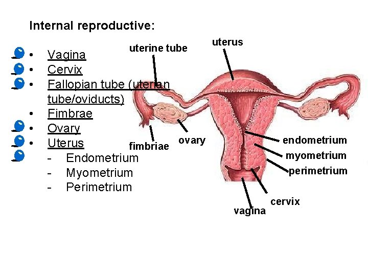 Internal reproductive: • • • uterine tube uterus Vagina Cervix Fallopian tube (uterian tube/oviducts)
