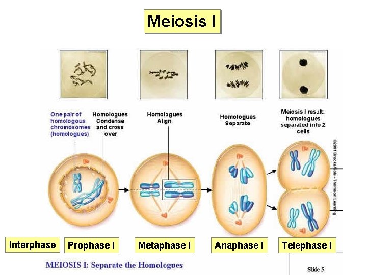 Meiosis I Interphase Prophase I Metaphase I Anaphase I Telephase I 