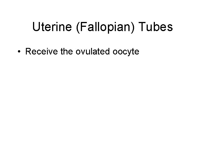 Uterine (Fallopian) Tubes • Receive the ovulated oocyte 