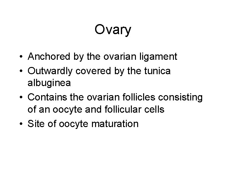 Ovary • Anchored by the ovarian ligament • Outwardly covered by the tunica albuginea