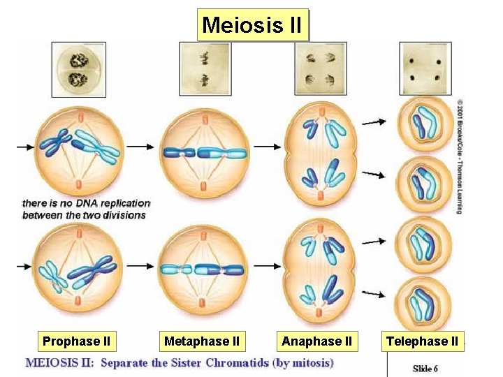 Meiosis II Prophase II Metaphase II Anaphase II Telephase II 