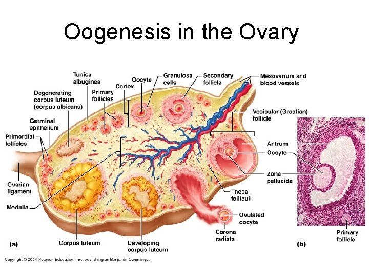 Oogenesis in the Ovary 