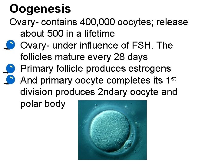Oogenesis Ovary- contains 400, 000 oocytes; release about 500 in a lifetime • Ovary-