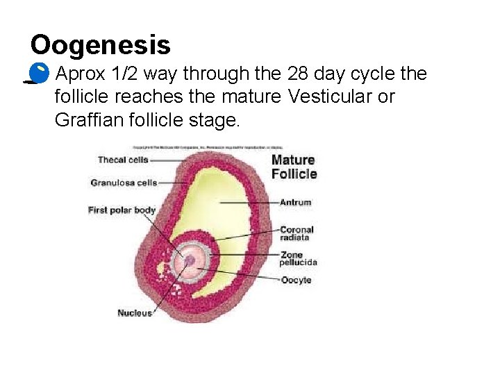 Oogenesis • Aprox 1/2 way through the 28 day cycle the follicle reaches the