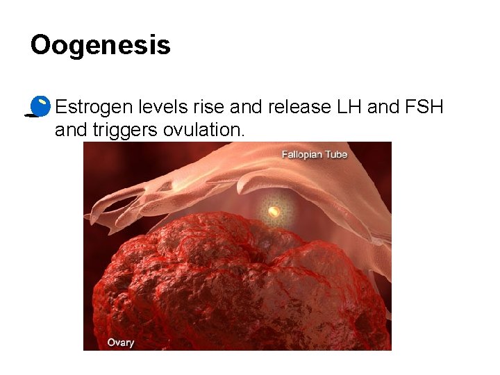 Oogenesis • Estrogen levels rise and release LH and FSH and triggers ovulation. 