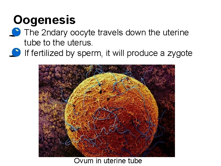 Oogenesis • The 2 ndary oocyte travels down the uterine tube to the uterus.