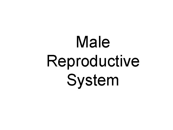 Male Reproductive System 