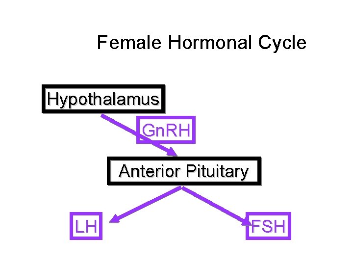 Female Hormonal Cycle Hypothalamus Gn. RH Anterior Pituitary LH FSH 