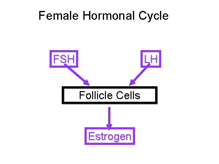 Female Hormonal Cycle FSH LH Follicle Cells Estrogen 