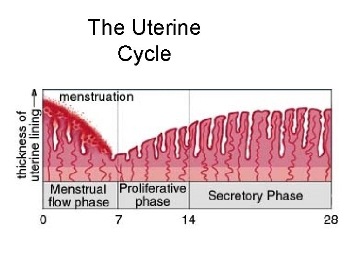 The Uterine Cycle 