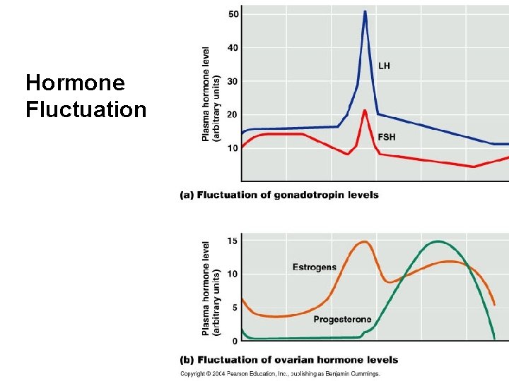 Hormone Fluctuation 