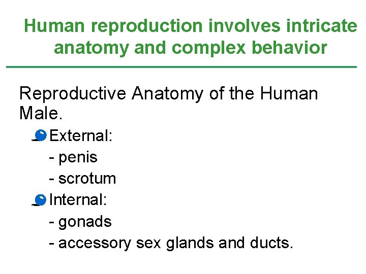 Human reproduction involves intricate anatomy and complex behavior Reproductive Anatomy of the Human Male.