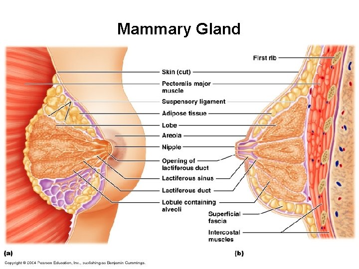 Mammary Gland 
