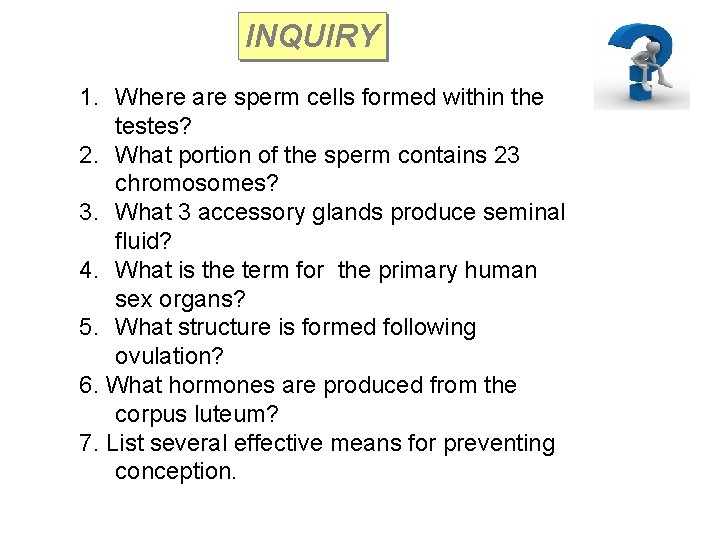 INQUIRY 1. Where are sperm cells formed within the testes? 2. What portion of