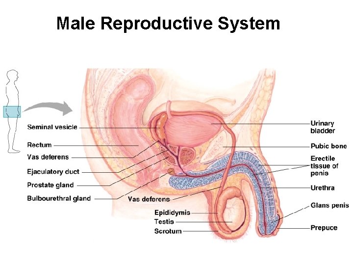 Male Reproductive System 