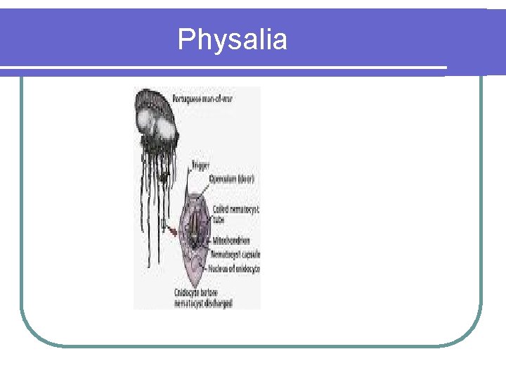 Physalia 