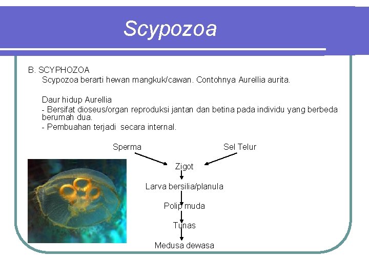 Scypozoa B. SCYPHOZOA Scypozoa berarti hewan mangkuk/cawan. Contohnya Aurellia aurita. Daur hidup Aurellia -