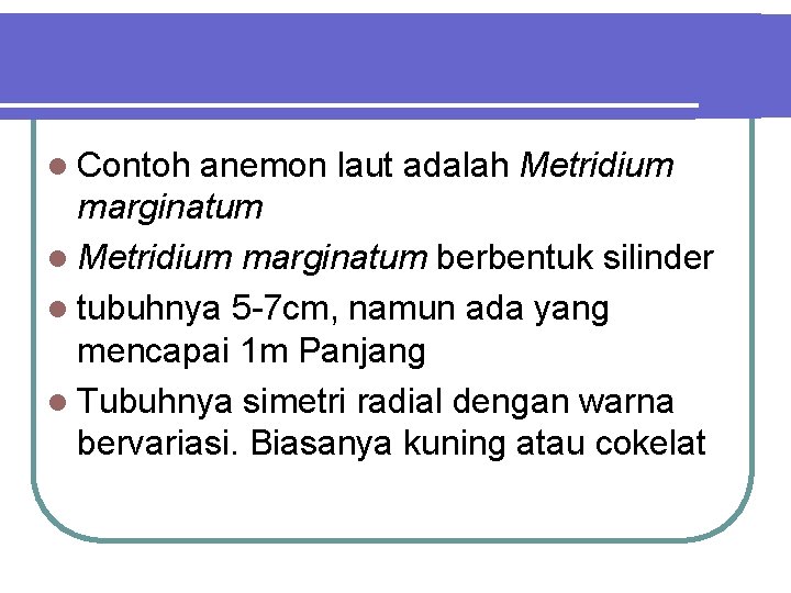 l Contoh anemon laut adalah Metridium marginatum l Metridium marginatum berbentuk silinder l tubuhnya