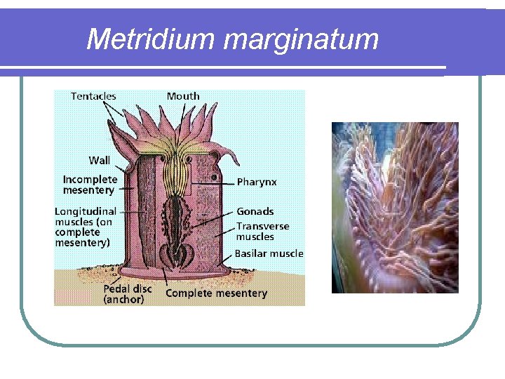 Metridium marginatum 