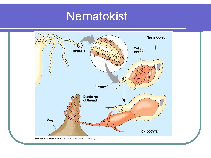 Nematokist 