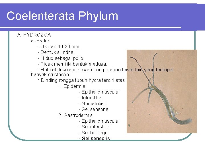 Coelenterata Phylum A. HYDROZOA a. Hydra - Ukuran 10 -30 mm. - Bentuk silindris.