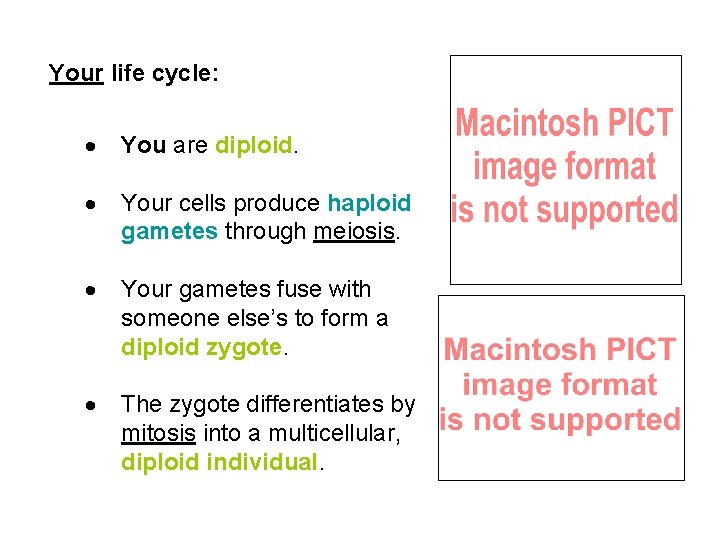 Your life cycle: · You are diploid. · Your cells produce haploid gametes through