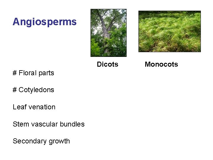 Angiosperms Dicots # Floral parts # Cotyledons Leaf venation Stem vascular bundles Secondary growth