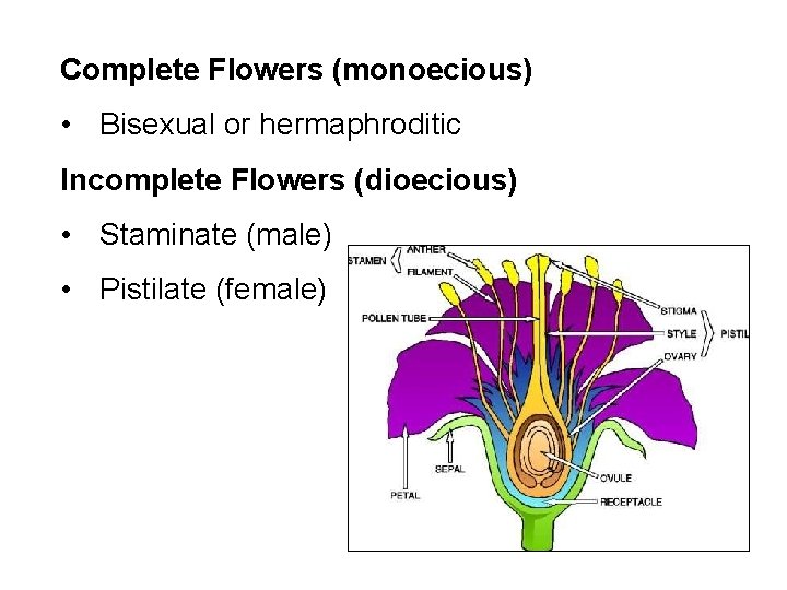 Complete Flowers (monoecious) • Bisexual or hermaphroditic Incomplete Flowers (dioecious) • Staminate (male) •