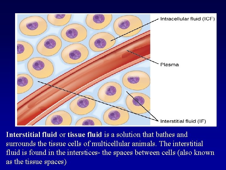 Interstitial fluid or tissue fluid is a solution that bathes and surrounds the tissue