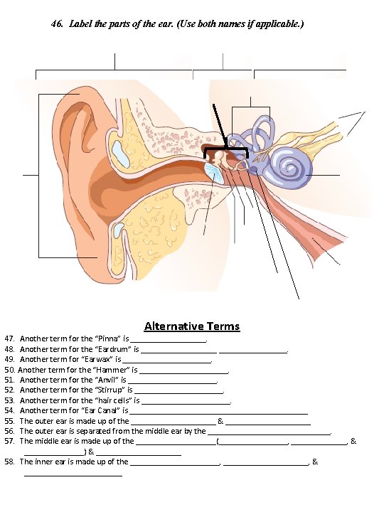 46. Label the parts of the ear. (Use both names if applicable. ) Alternative 46. Label the parts of the ear. (Use both names if applicable. ) Alternative
