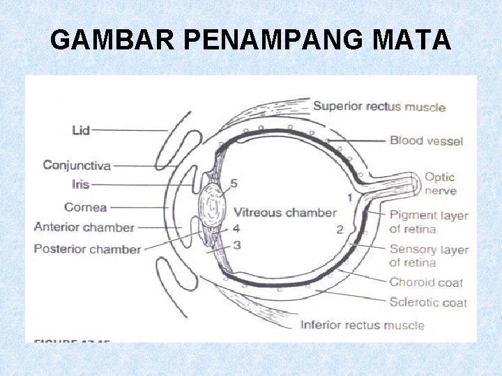 GAMBAR PENAMPANG MATA 