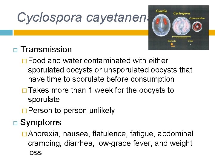 Cyclospora cayetanensis Transmission � Food and water contaminated with either sporulated oocysts or unsporulated Cyclospora cayetanensis Transmission � Food and water contaminated with either sporulated oocysts or unsporulated