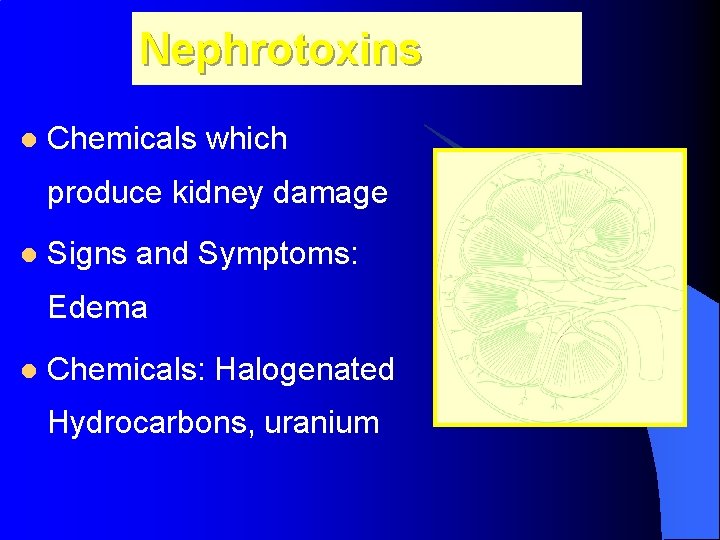 Nephrotoxins l Chemicals which produce kidney damage l Signs and Symptoms: Edema l Chemicals: