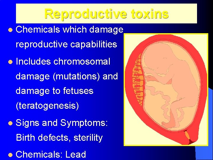 Reproductive toxins l Chemicals which damage reproductive capabilities l Includes chromosomal damage (mutations) and