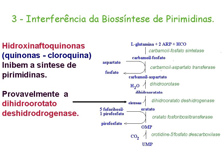 3 - Interferência da Biossíntese de Pirimidinas. Hidroxinaftoquinonas (quinonas - cloroquina) Inibem a síntese