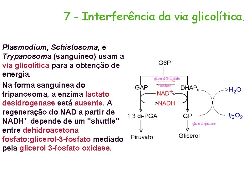 7 - Interferência da via glicolítica. Plasmodium, Schistosoma, e Trypanosoma (sanguíneo) usam a via
