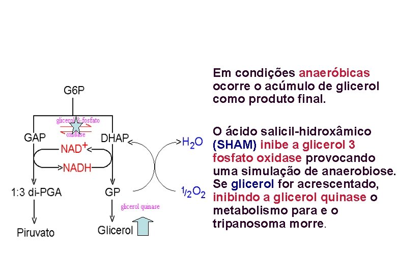 Em condições anaeróbicas ocorre o acúmulo de glicerol como produto final. O ácido salicil-hidroxâmico