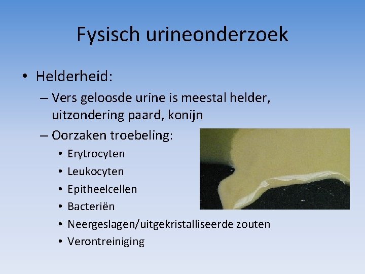 Fysisch urineonderzoek • Helderheid: – Vers geloosde urine is meestal helder, uitzondering paard, konijn