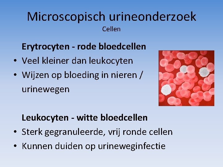Microscopisch urineonderzoek Cellen Erytrocyten - rode bloedcellen • Veel kleiner dan leukocyten • Wijzen