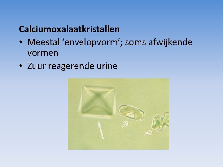 Calciumoxalaatkristallen • Meestal ‘envelopvorm’; soms afwijkende vormen • Zuur reagerende urine 