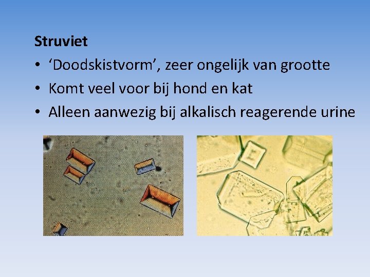 Struviet • ‘Doodskistvorm’, zeer ongelijk van grootte • Komt veel voor bij hond en Struviet • ‘Doodskistvorm’, zeer ongelijk van grootte • Komt veel voor bij hond en
